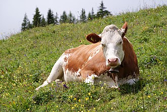 cow